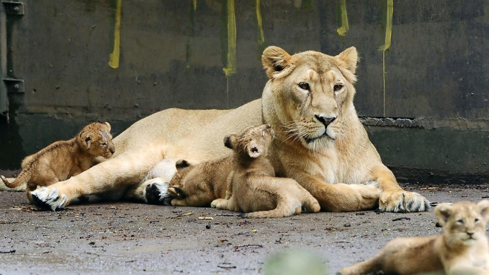 A female lion has been shot dead after escaping from zoo in Belgium. Source: Getty Images