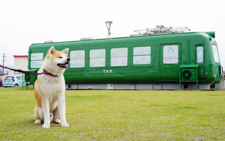 有時會出現在秋田犬之里「秋田犬展示室」的一歲多活潑小狗「陸奧君」，背後放置的便是來自澀谷的綠色青蛙退役電車。（圖／魏妤靜攝）