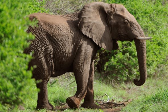 Orphaned elephants take decades to re-establish new family