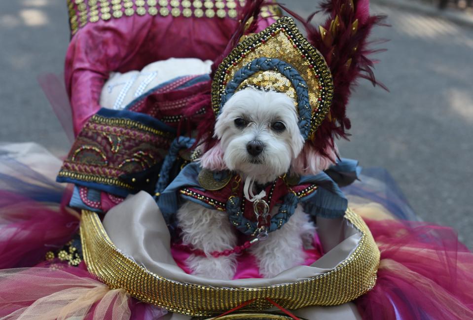 Costumed pooches prance In annual Halloween Dog Parade in New York City