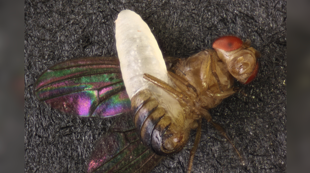 Wasp larva emerging from fruit fly.