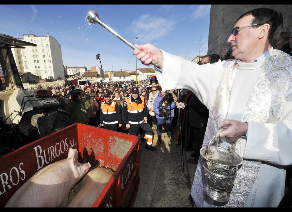 Priest Domiciano Juarranz blesses some pigs with holy water in Burgos, Spain Tuesday Jan. 17, 2012. People across Spain bring their animals to be blessed on Saint Anthony's day (San Anton), the patron saint of animals. (I. Lopez, AP)