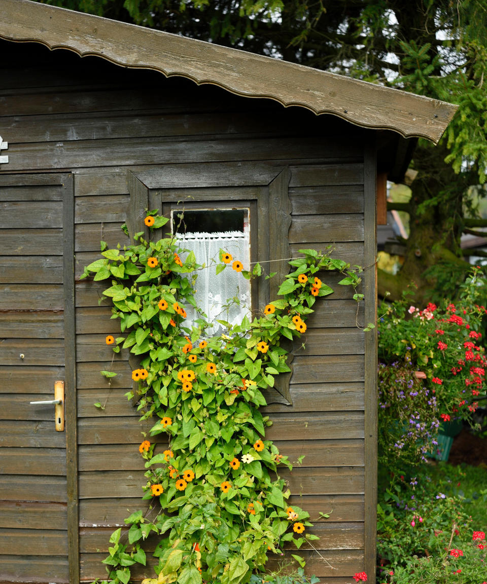 black eyed Susan vine (Thunbergia alata)