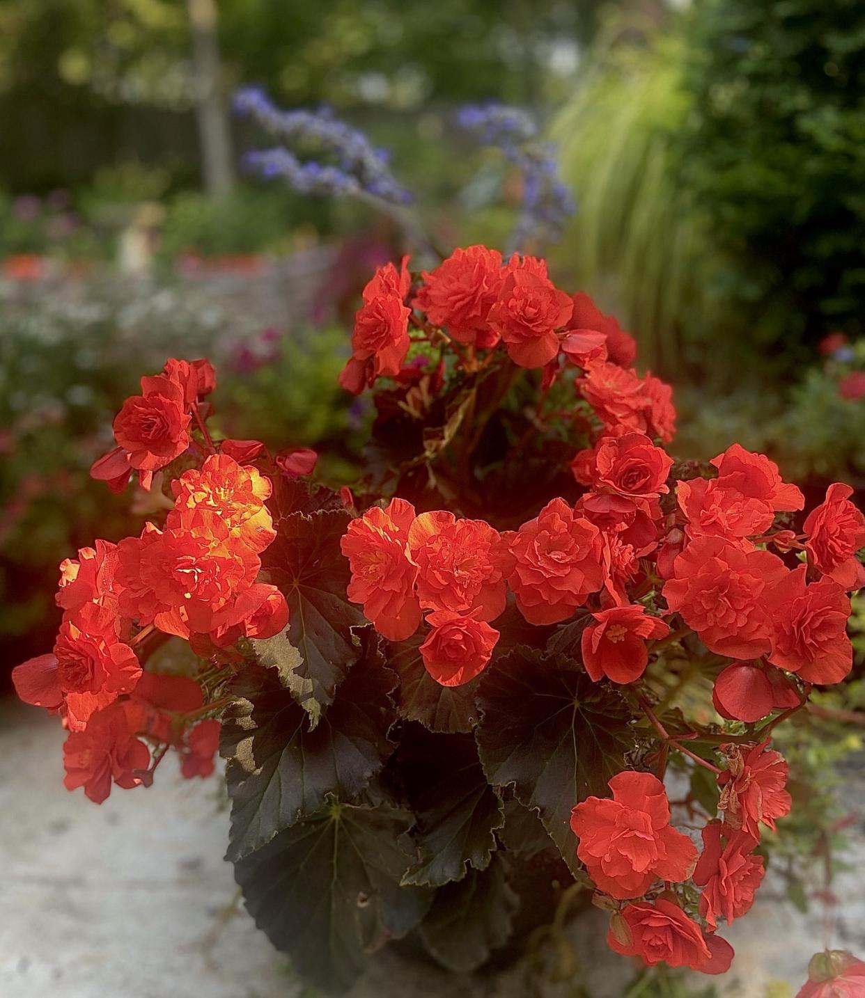 Solenia begonias known as Rieger begonias open up a new world of art and elegance to the mixed container. Here Solenia Chocolate Orange looks like an old-world painting with its large rose shaped blossoms.