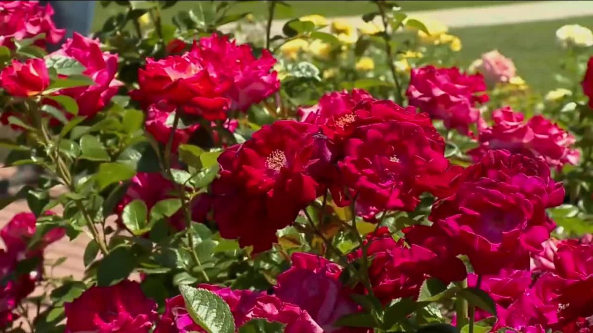 Thanksgiving Point celebrates National Month of Roses