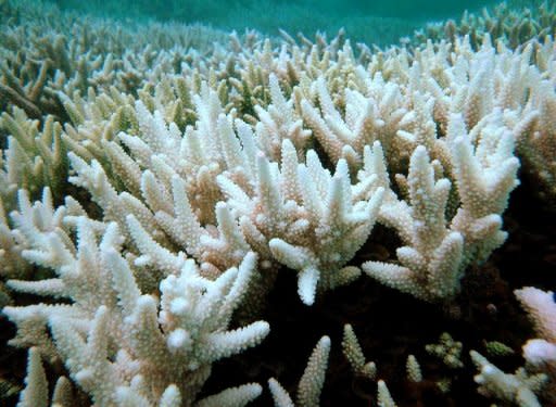 A bleached section of Australia's Great Barrier Reef, which scientists have warned could be killed by global warming within decades. UNESCO has urged decisive action from Australia to protect the Great Barrier Reef from a gas and mining boom, warning it risked being put on its list of world heritage sites deemed "in danger"