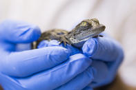 <p>A freshly hatched West African crocodile or desert crocodile (Crocodylus suchus) is weighed at the Aquarium Vivarium in Lausanne, Switzerland, May 20, 2016. Five other crocodiles are awaited to emerge from their eggs. (CYRIL ZINGARO/EPA) </p>