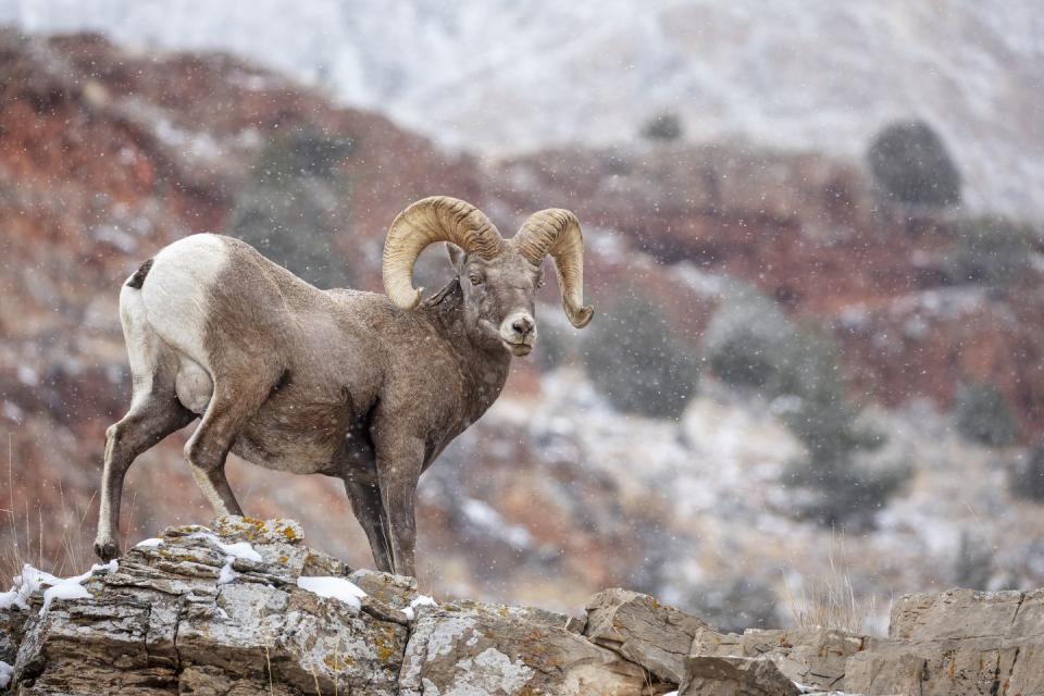 <p><strong>State Animal: Desert Bighorn Sheep </strong></p><p>These horned creatures became the official animal of Nevada in 1973. </p>