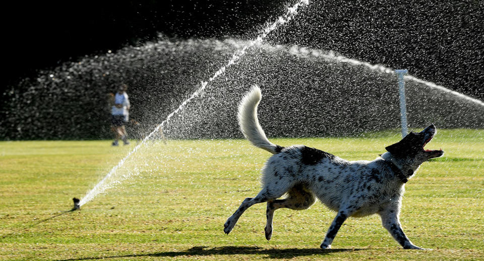 A dog frolics in a sprinkler at Queens Park in Sydney to keep cool on Wednesday. Image: AAP