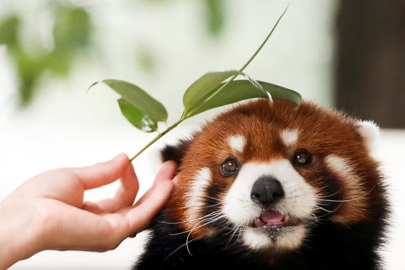 FILE PHOTO: Zookeeper strokes a red panda with a twig at the Beijing Wildlife Park in Beijing