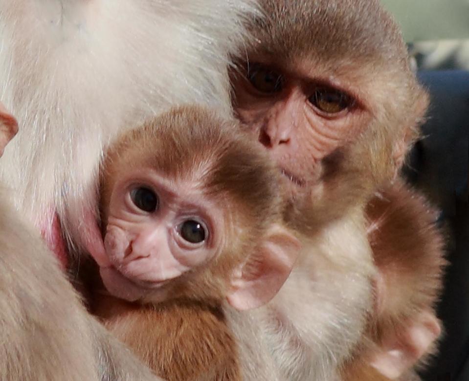 This photo provided by the California National Primate Research Center shows a nursing rhesus macaque monkey in 2013. In a study of hundreds of milk samples, researcher Katie Hinde of Harvard University found that nursing rhesus macaque monkeys made different milk for daughters versus sons. Scientific insights to mother’s milk might someday help doctors provide better advice to nursing mothers, or suggest ways to improve infant formula. The studies raise questions for human babies, too, about how to choose the donor milk that's used for hospitalized preemies, or whether to explore gender-specific infant formula. (AP Photo/California National Primate Research Center, Kathy West)