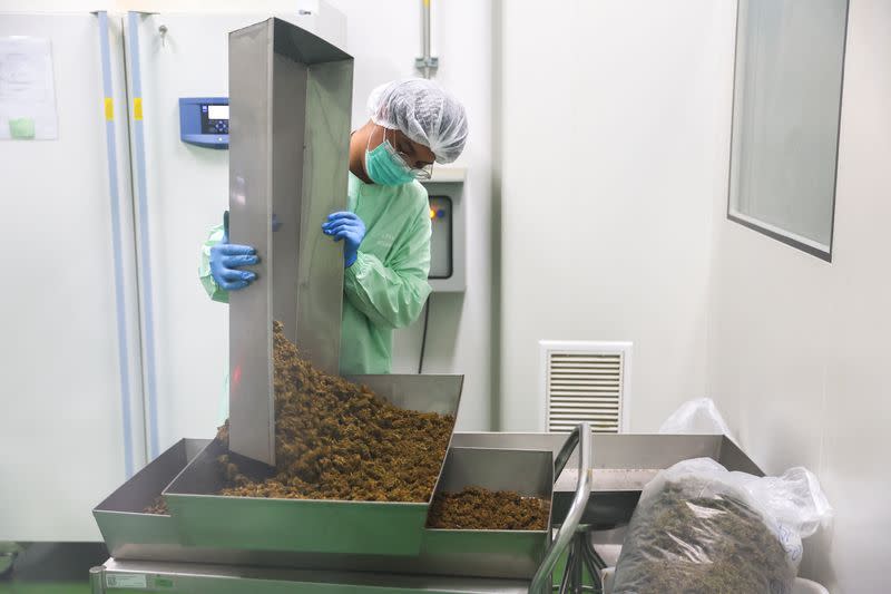 Production of cannabis-infused medicine at the Government Pharmaceutical Organization in Pathum Thani province