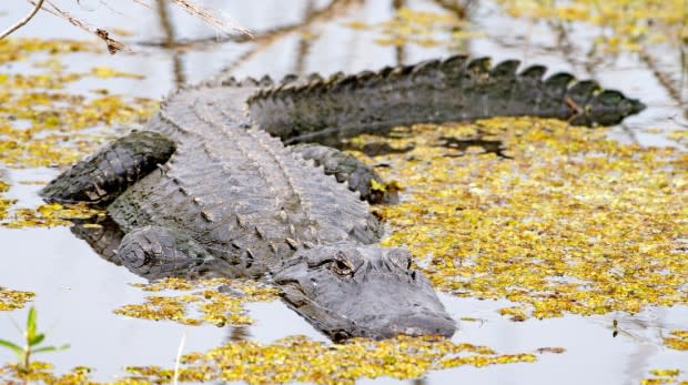 Hunters Catch Record-Breaking 800-Pound Alligator in Mississippi