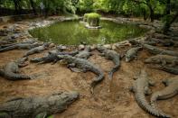 Madras Crocodile Bank amid coronavirus disease (COVID-19) outbreak, in Mahabalipuram