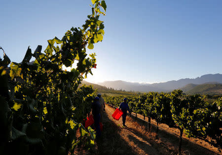 Workers harvest grapes at the La Motte wine farm in Franschoek near Cape Town, South Africa in this picture taken January 29, 2016. REUTERS/Mike Hutchings