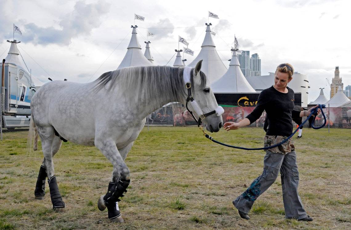 Cavalia’s horses arrived Jan. 14, 2010, to Bicentennial Park in Miami. Their 65 horses arrived in 7 trailers, the world-renowned equestrian spectacular presented by the Adrienne Arsht Center for the Performing Arts of Miami-Dade County and Cavalia. Sylvia Zerbini, walks one of her 16 Arabians after unloading him from the trailer. The show begins on January 19 with 15 artists, acrobats, dancers and riders of the 65 horses.