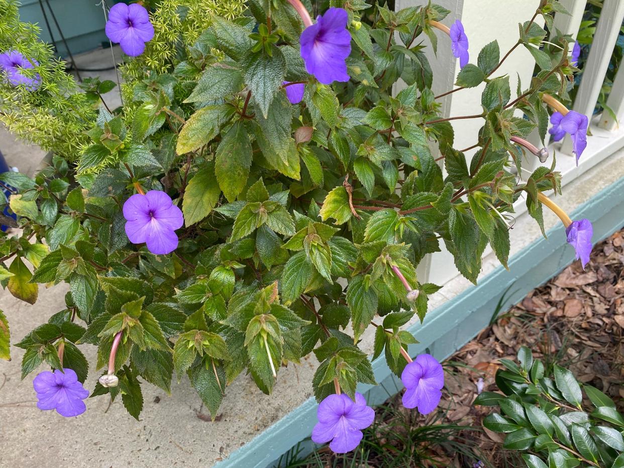 Achimenes longiflora or Magic Flower.