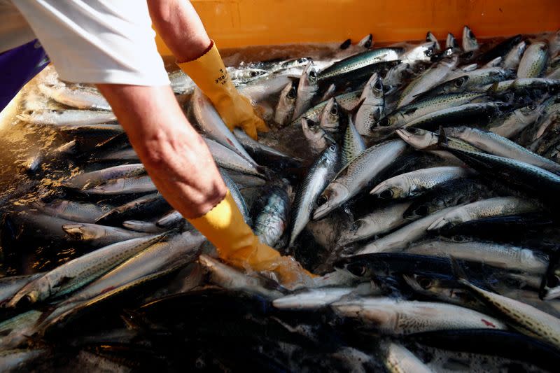 A fishermen sorts out Sanma (Pacific Saury) fish at Ofunato fish market in Ofunato