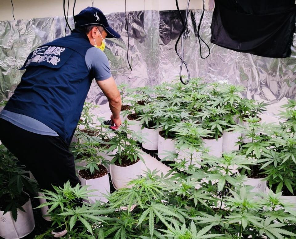 保三總隊第二大隊在新竹破獲種植第二級毒品大麻工廠案。（記者蔣謙正翻攝）
