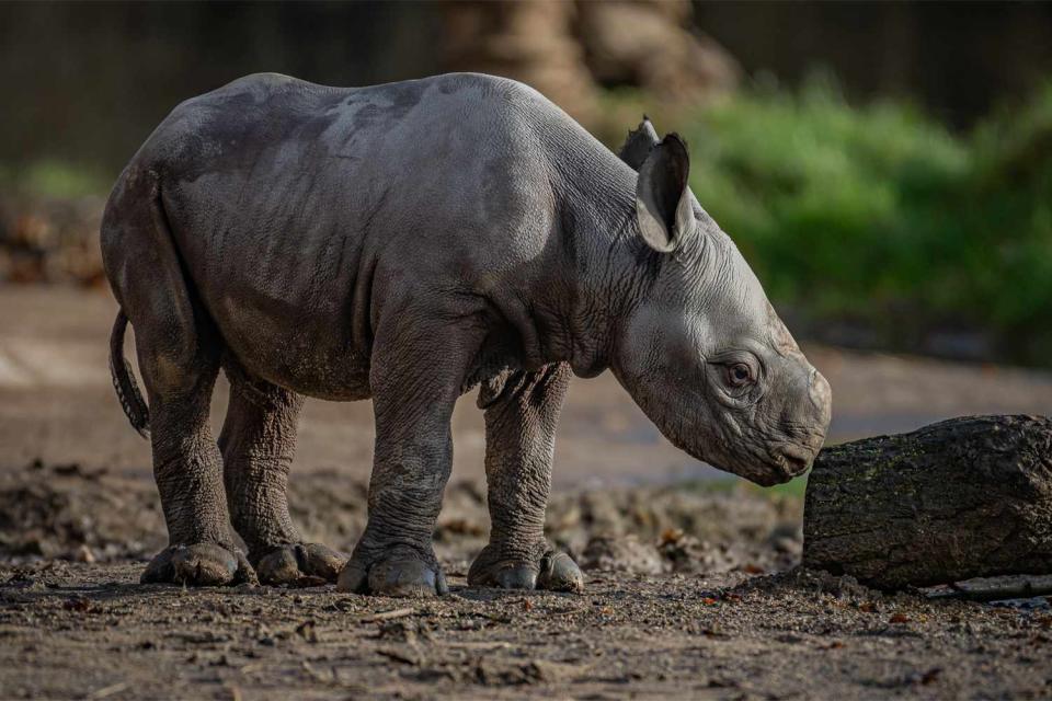 <p>Chester Zoo</p> The Chester Zoo in England has announced the birth of a rare eastern black rhinoceros calf.