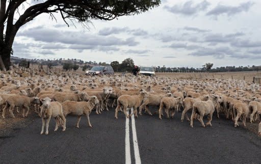 Photo illustration shows a flock of sheep on a country road in Australia. A government study into ownership of Australian agriculture published in January found that foreign firms controlled about half of the nation's key food industries but offshore investors owned just 11 percent of its farmland