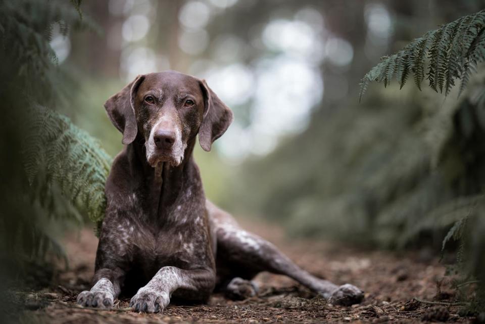 <strong>Third Place</strong><br />"Resting"<br />Bentley, German shorthaired pointer, U.K.