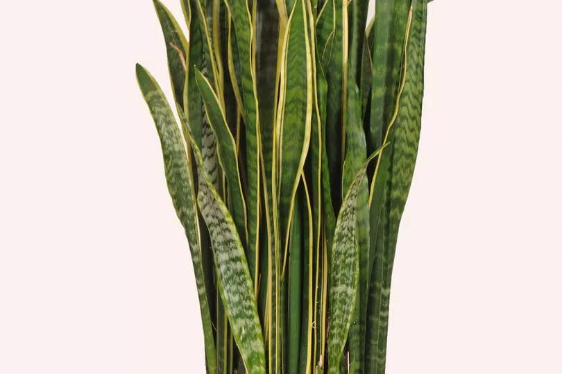 This is a stock photo of snake plant. See PA Feature GARDENING Advice Sleepy. WARNING: This picture must only be used to accompany PA Feature GARDENING Advice Sleepy.