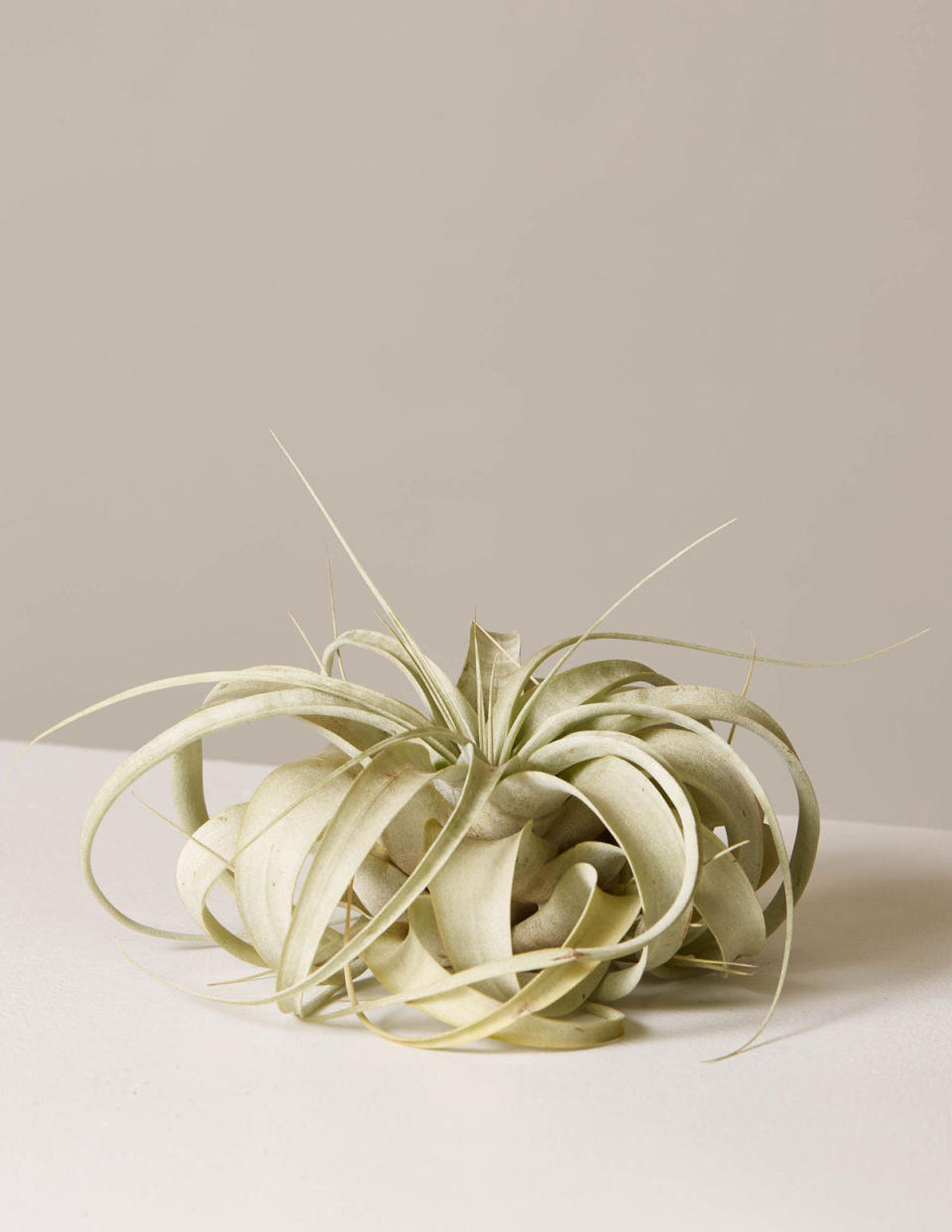 Xerographica Air Plant