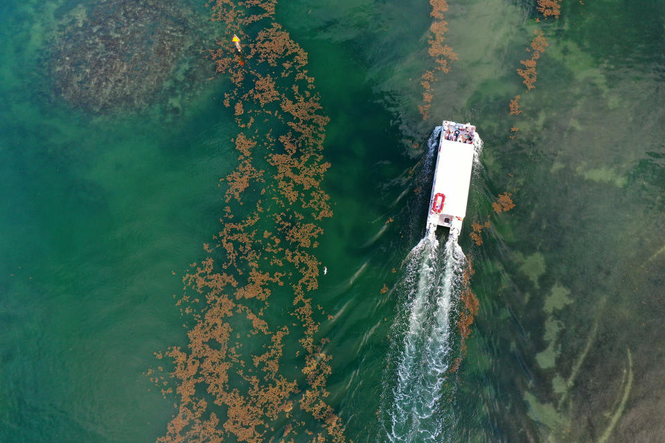 A boat passes through sargassum floating on the surface of the ocean on May 18, 2023, in Marathon, Florida.  / Credit: / Getty Images