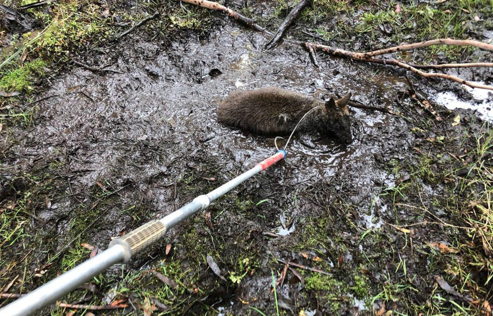 A dog-catching pole was used to pull the creature to freedom with a fair bit of force. 