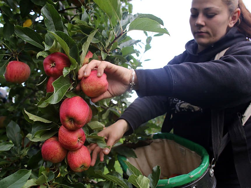 apple picking