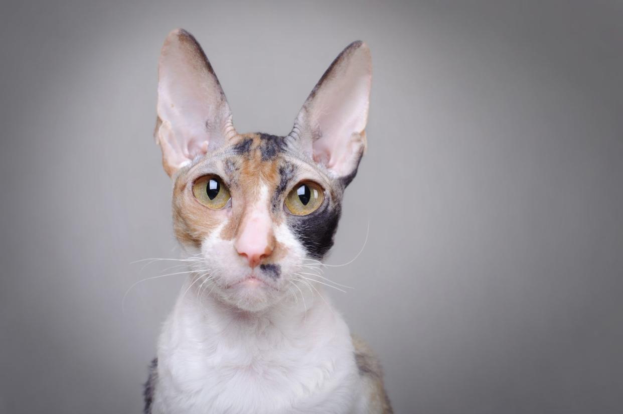 orange cat breeds cornish rex