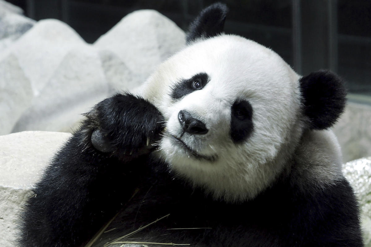 一只长期租借到泰国的大熊猫突然死亡