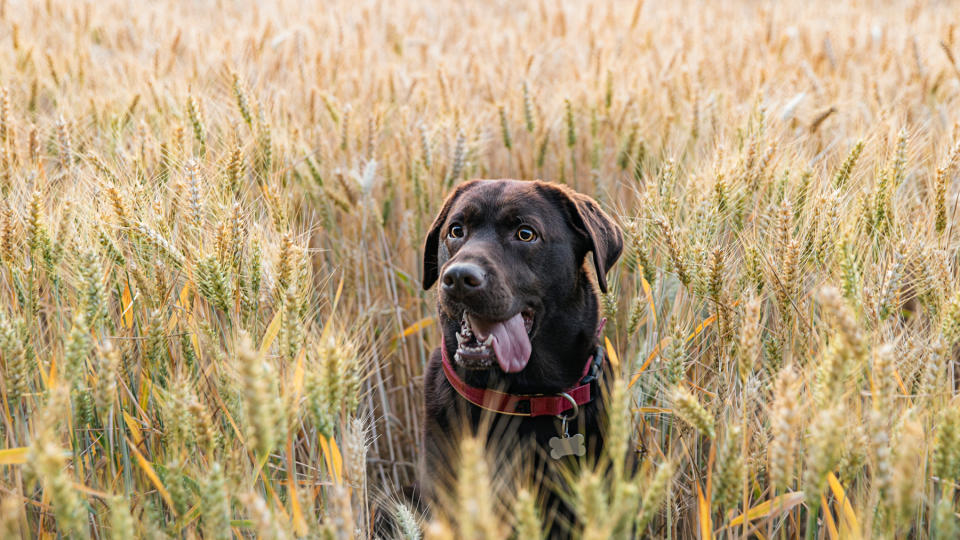 Dog exploring in a field