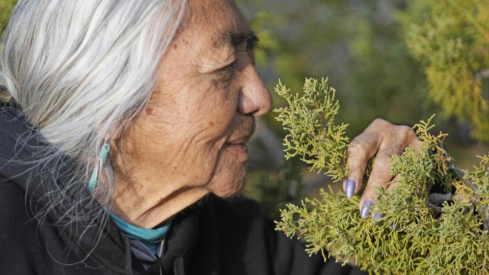 Delaine Spilsbury, an Ely Shoshone elder, smells a branch from a Rocky Mountain juniper tree in Bahsahwahbee on Nov. 11, 2023, a site in eastern Nevada that is sacred to members of the Ely Shoshone, Duckwater Shoshone and the Confederated Tribes of the Goshute Reservation. Their ancestors were massacred by white people on several occasions at this site, and tribal members believe their spirits live on in the trees. (AP Photo/Rick Bowmer)