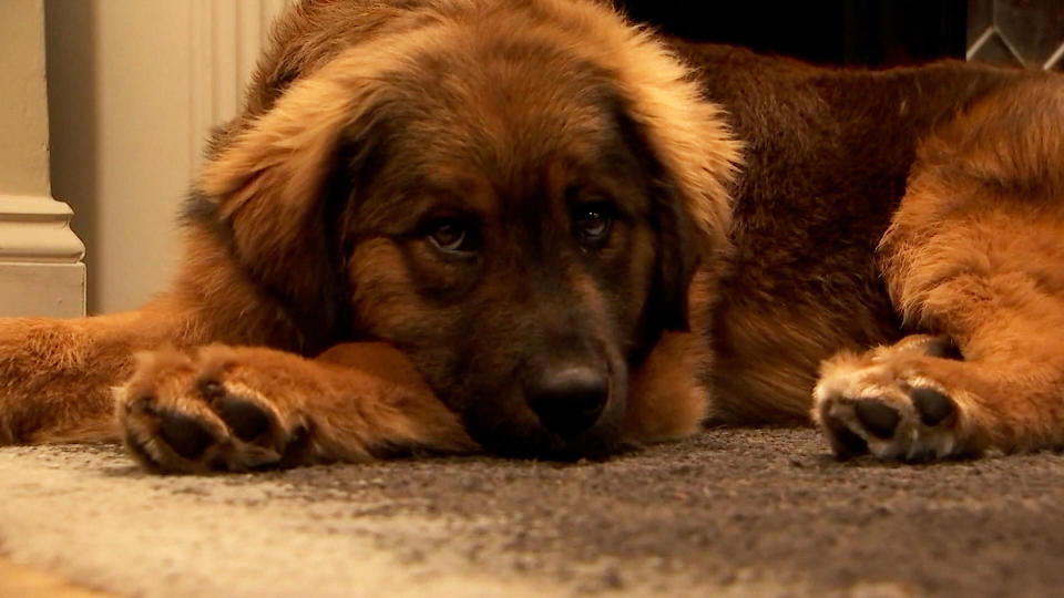 A large light brown dog laying on the floor. (WNBC)