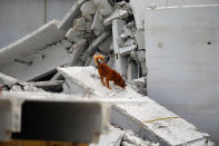 A search and rescue dog is used to find possible survivors in the rubble of a four-story parking garage that was under construction and collapsed at the Miami Dade College?s West Campus on October 10, 2012 in Doral, Florida. Early reports indicate that one person was killed, at least seven people injured and an unknown number of people may be buried in the rubble. (Photo by Joe Raedle/Getty Images)