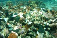 The accident has damaged an estimated 13,500 square metres (145,000 square feet) of coral reef