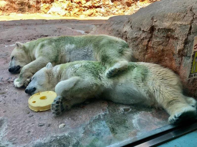 就係呢張北極熊綠化照片，引起網友疑問。 （圖：愛知豐橋動物園）