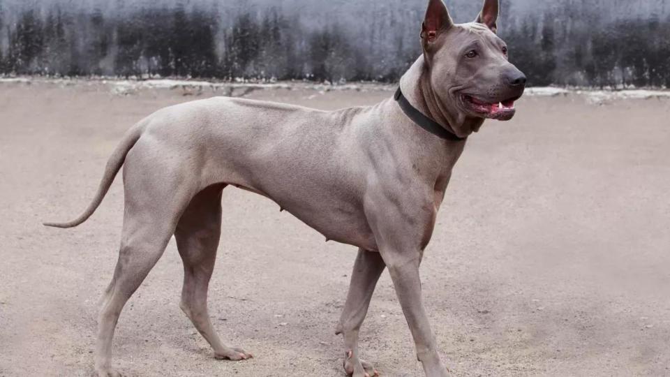 Thai Ridgeback standing