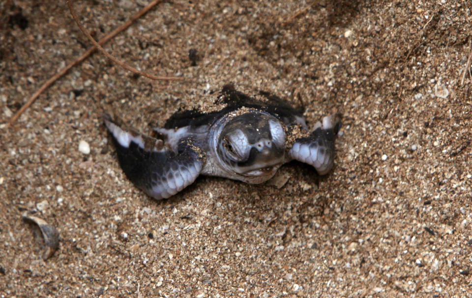 Baby turtles