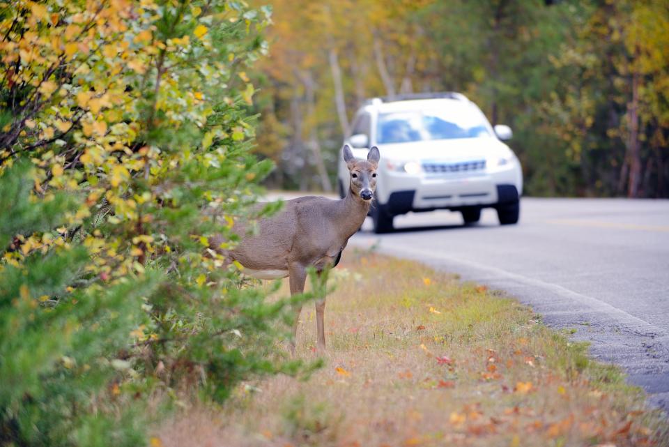 This is the season to be even more cautious when driving as deer are on the move.