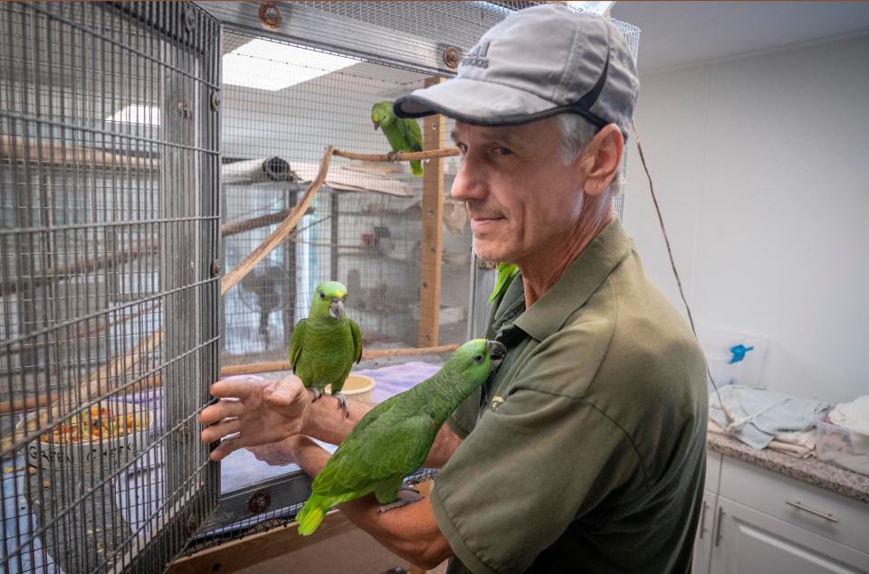 Paul Reillo, a Florida International University professor and director of the Rare Species Conservatory Foundation, holds red-lored and yellow-naped Amazon parrot chicks Tuesday.