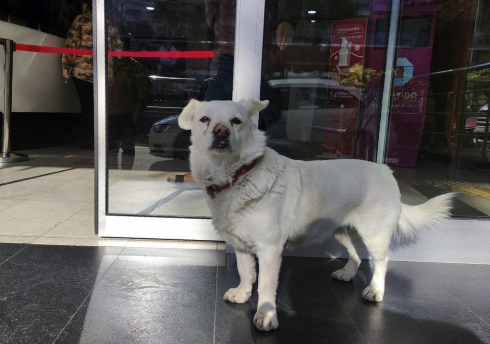 A devoted dog has spent days waiting outside a hospital in northern Turkey where her sick owner was receiving treatment. (DHA via AP)