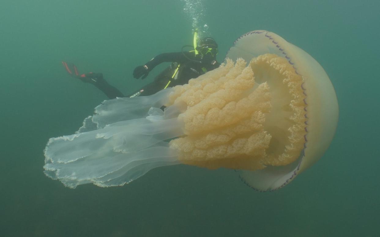  Lizzie Daly with the giant jellyfish  - Dan Abbott