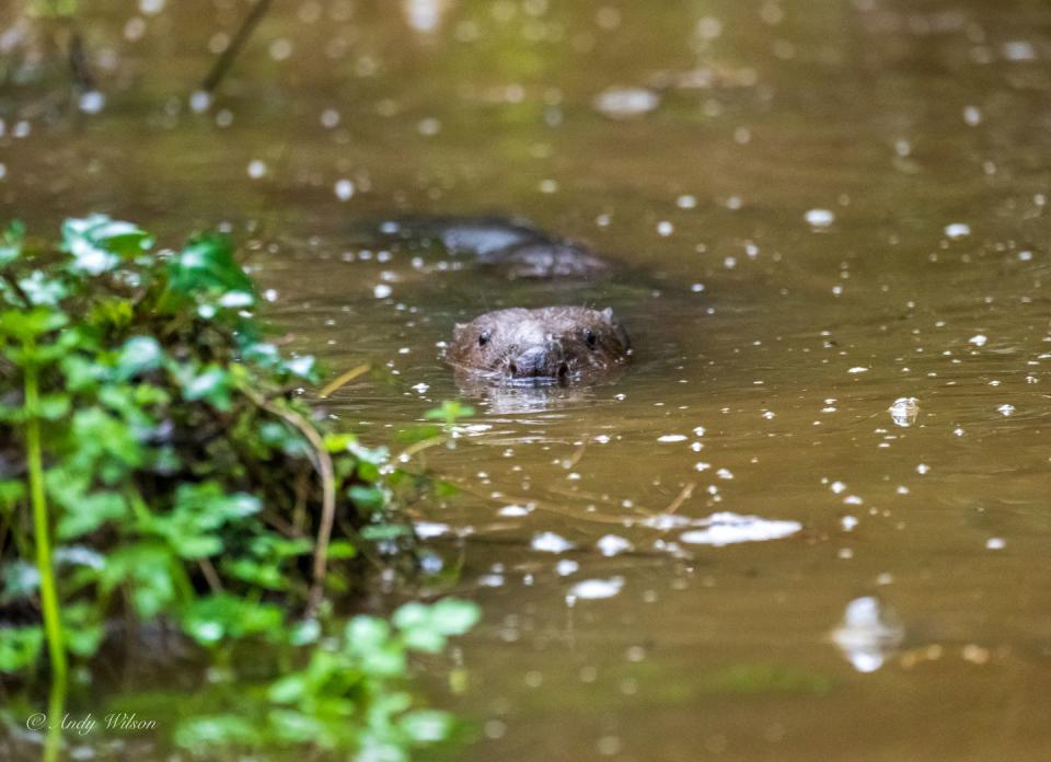 beavers released in cornwall