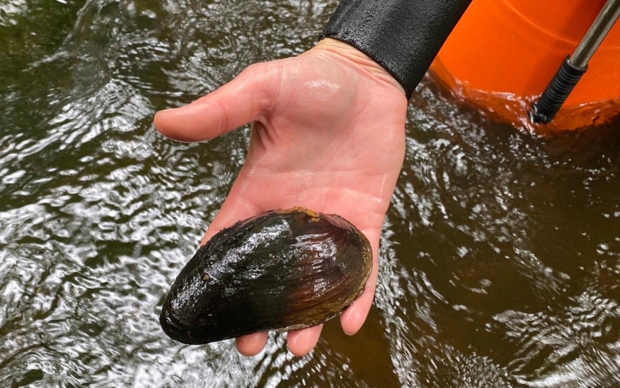 Endangered freshwater pearl mussels, River Esk - Yorkshire Water/ PA