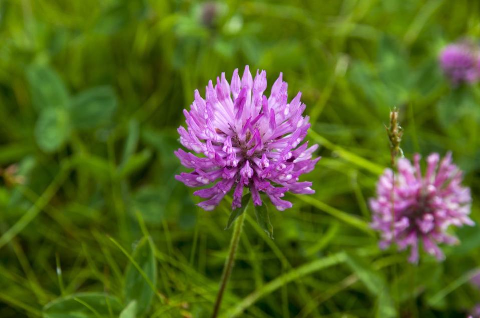 <p>Red clover is unusually high in protein for a plant and extremely tasty. It is also used to make tea which is used as a remedy for everything from asthma to menopause.<br></p><p><strong>Cooking tip:</strong> The leaves and flowers are great sautéed, but the whole plant can also be baked and ground.</p>
