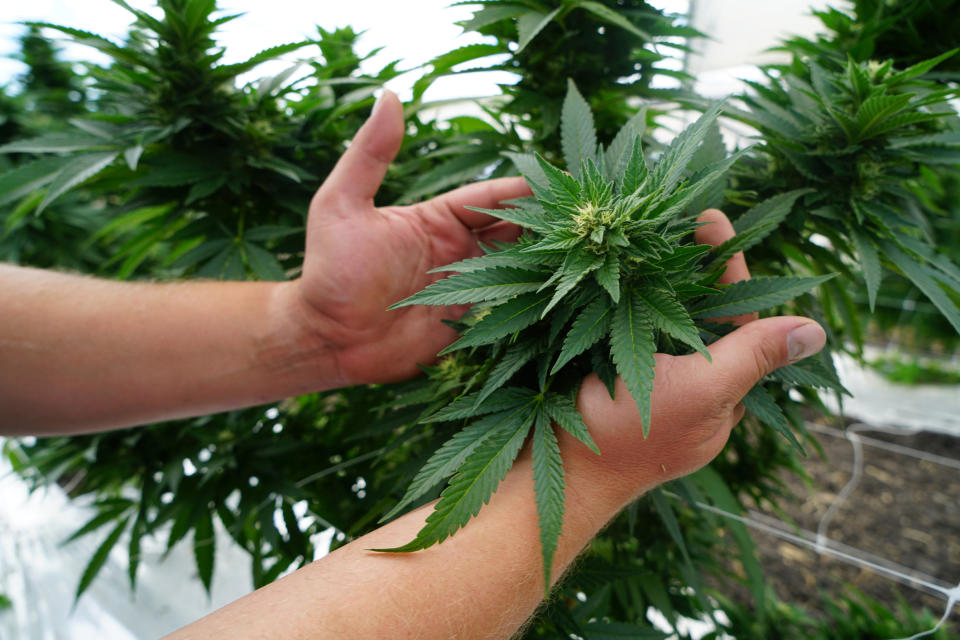 A farming tending to a row of marijuana plants in an indoor grow facility.