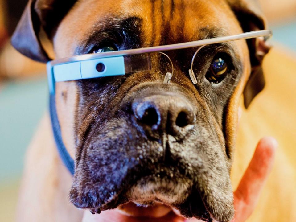 Google Glass Dog